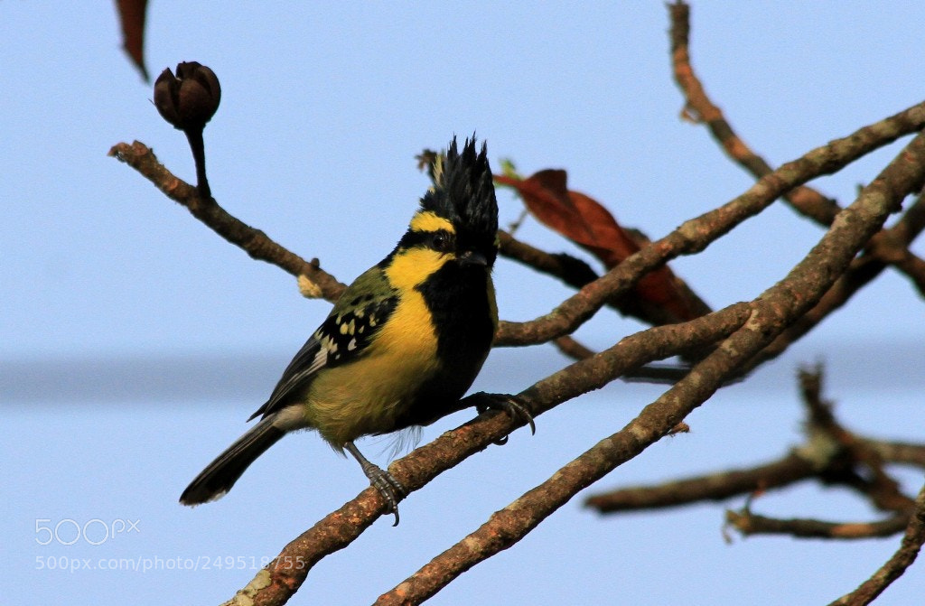 Canon EOS 7D sample photo. Blt vimalt photography