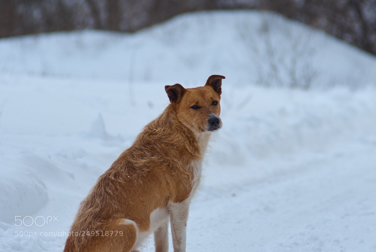 Pentax K-5 II sample photo. Dog photography