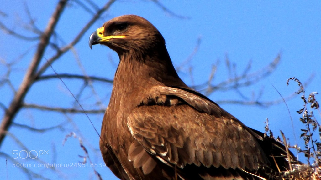 Canon PowerShot SX20 IS sample photo. Img photography