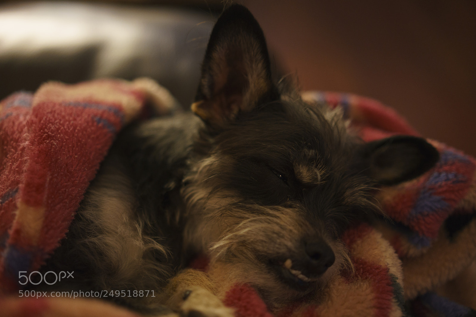 Sony a7R III sample photo. Ziggy and his blankie photography