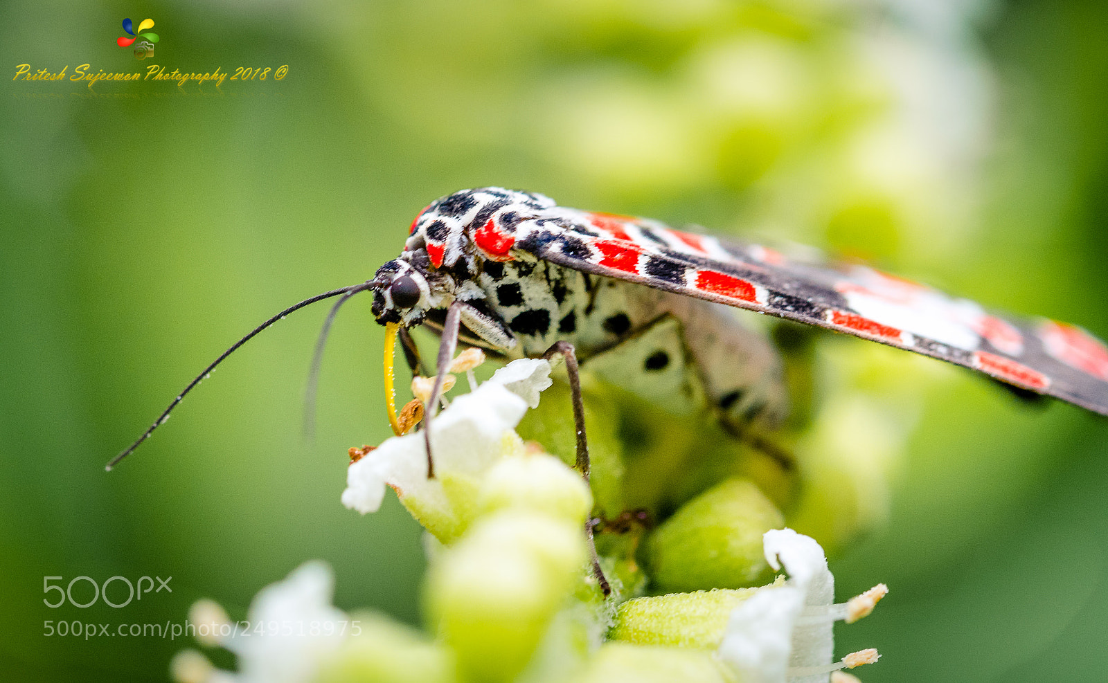 Nikon D500 sample photo. Colorful butterfly busy sucking photography