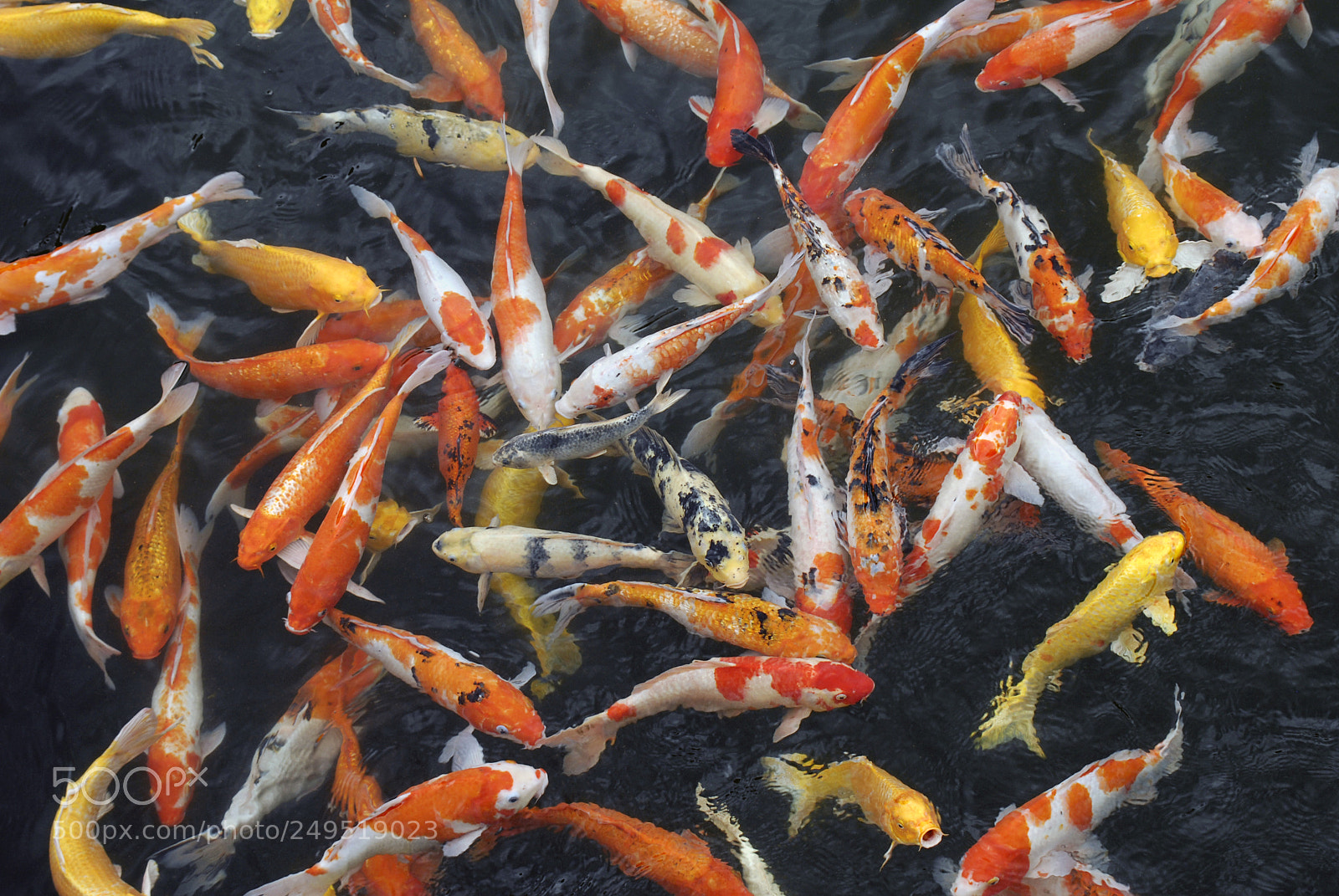 Nikon D200 sample photo. Trang carps photography