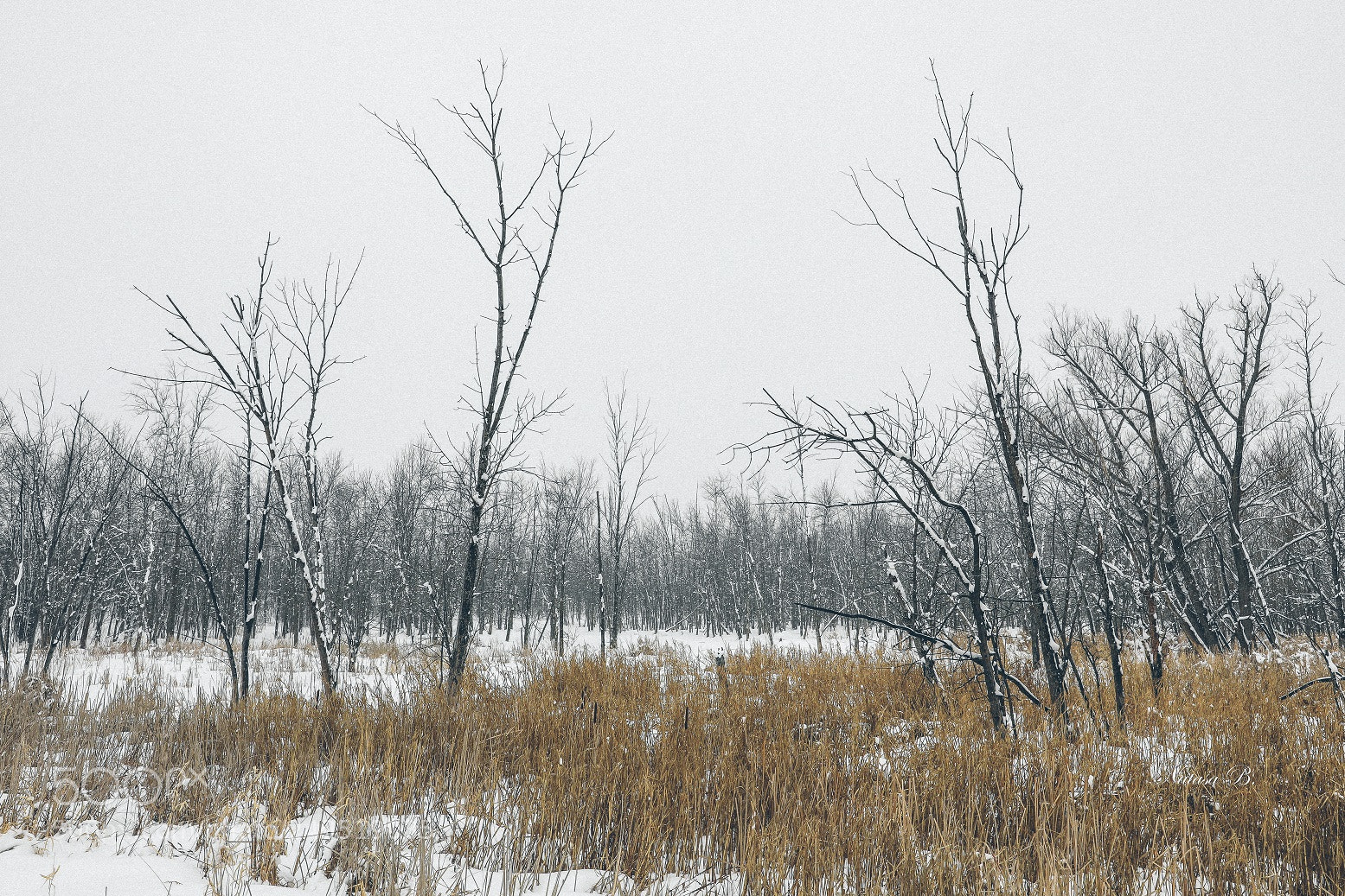 Canon EOS 5D Mark IV sample photo. Snow day photography
