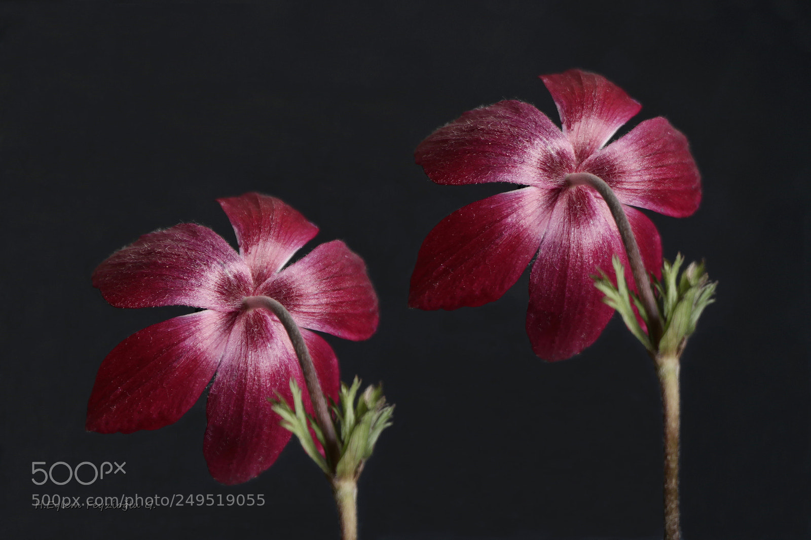 Samsung NX2000 sample photo. Red anemone photography