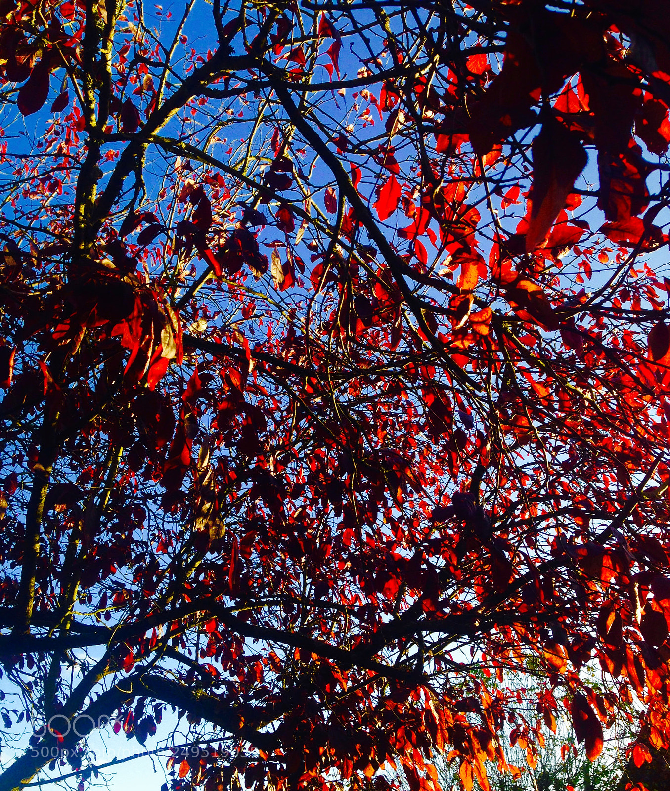 Apple iPhone 5c sample photo. Untitled photography