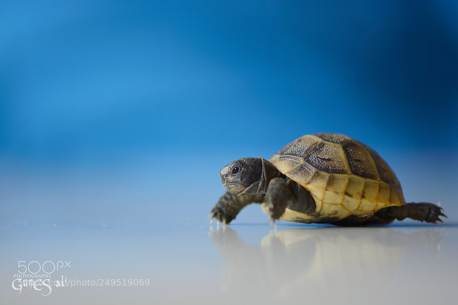 Nikon D7100 sample photo. Turtle photography