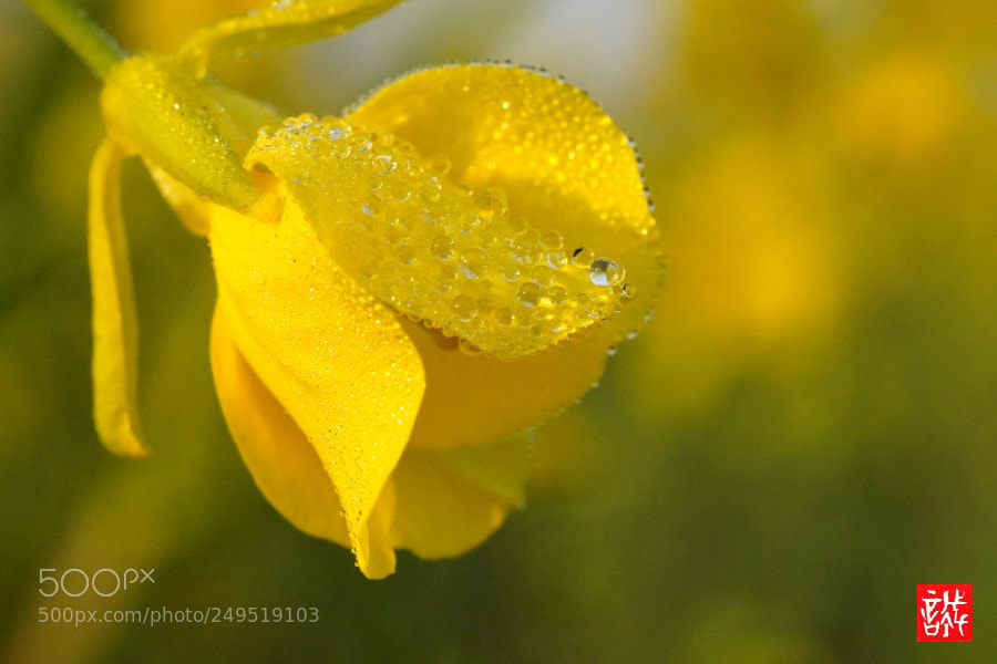 Sony a7R III sample photo. Morning dew 0315 photography