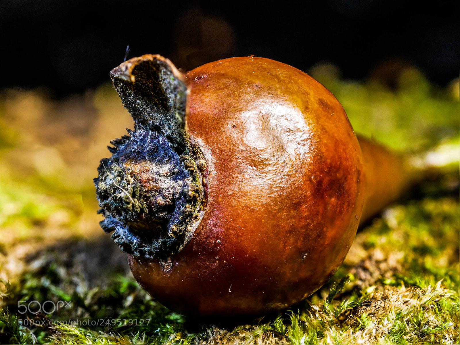Panasonic DMC-G81 sample photo. Macro hazelnuts photography