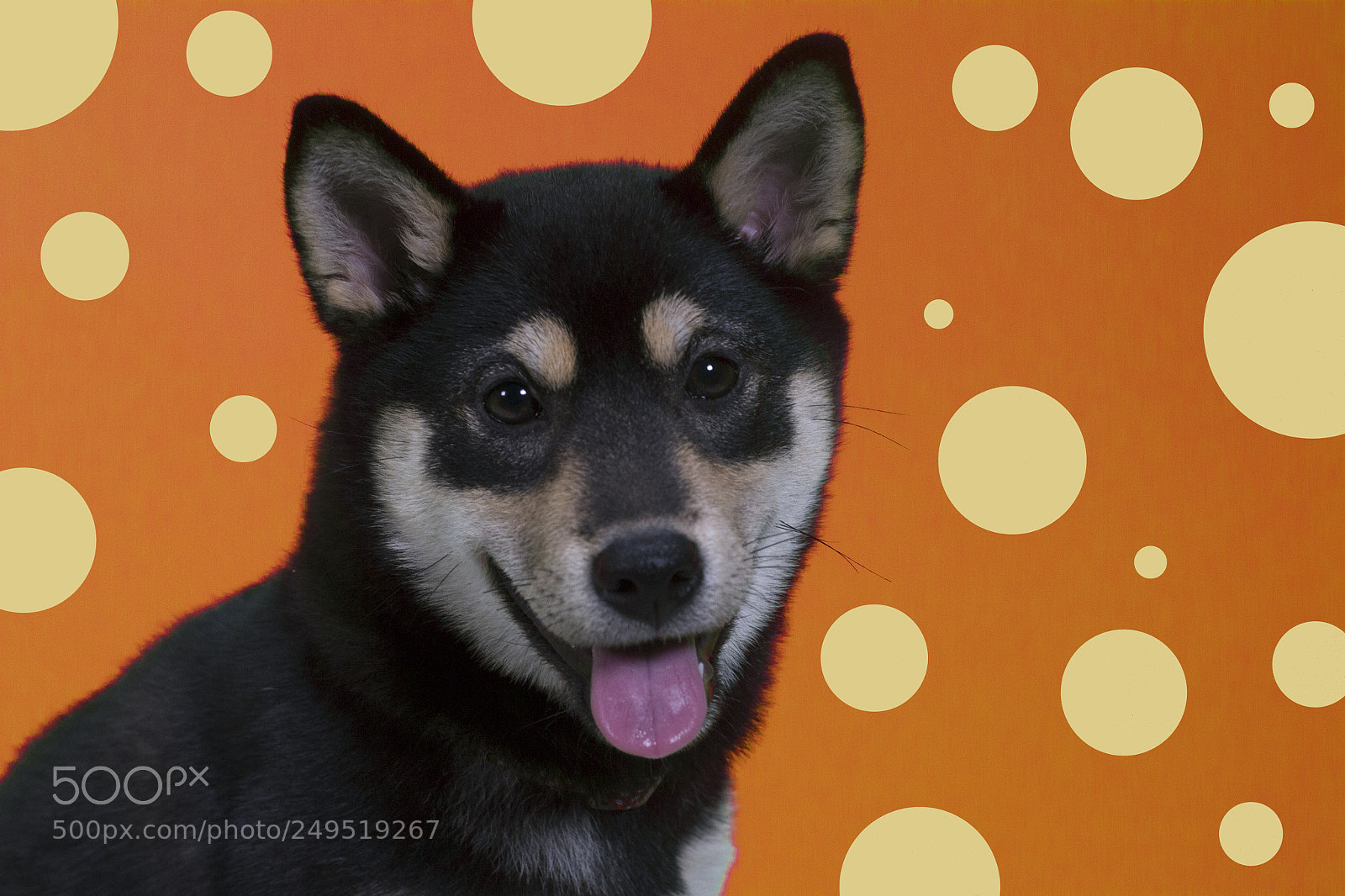 Canon EOS 7D sample photo. Shibainu photography