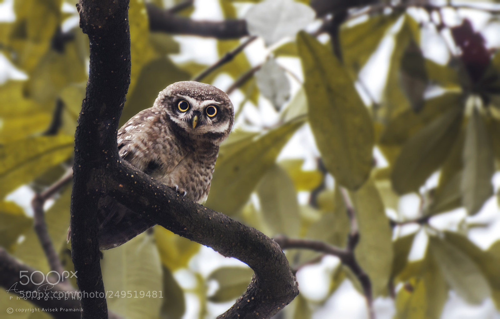 Nikon D5100 sample photo. Spotted owl photography
