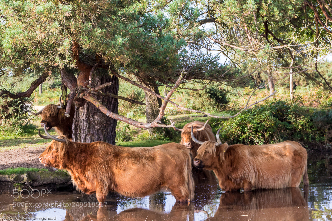 Canon EOS 7D Mark II sample photo. New forest bathing photography