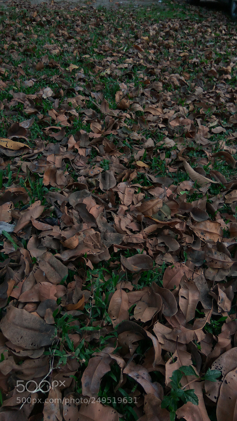 Xiaomi Redmi Note3 sample photo. Untitled photography