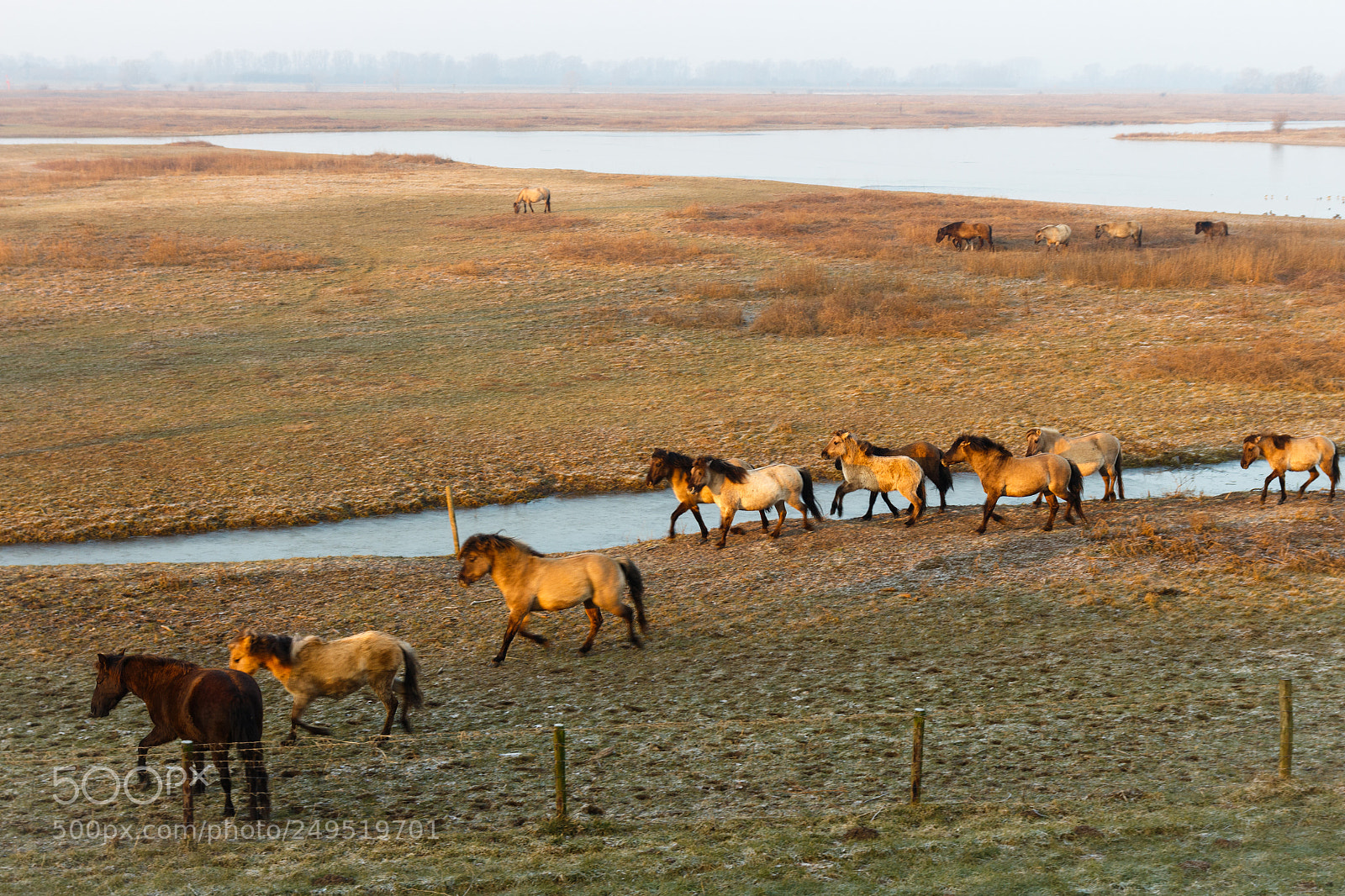 Canon EOS 700D (EOS Rebel T5i / EOS Kiss X7i) sample photo. Konik horses photography