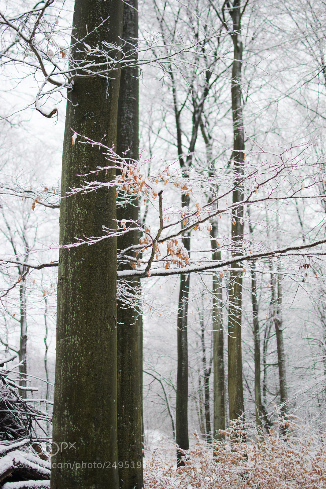 Nikon D3300 sample photo. Narnia... photography