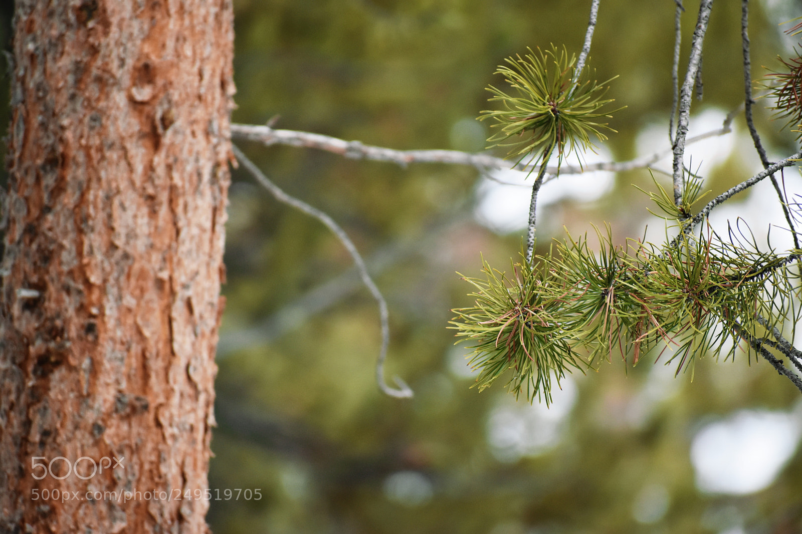 Nikon D5600 sample photo. Evergreen photography