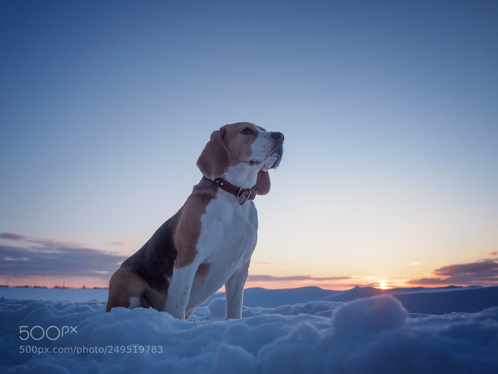 Olympus OM-D E-M1 Mark II sample photo. Beagle dog on a photography