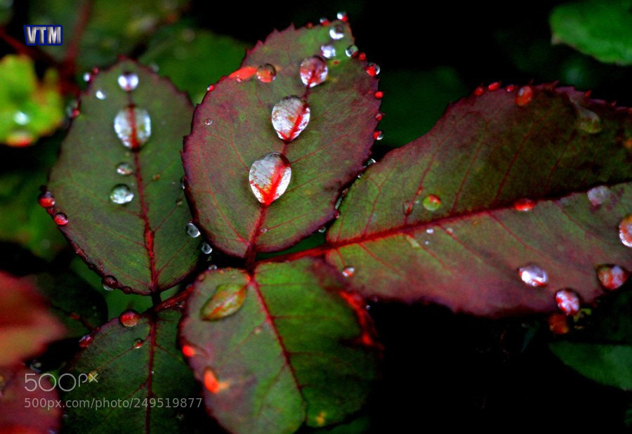 Canon EOS 7D sample photo. Waterdrop photography