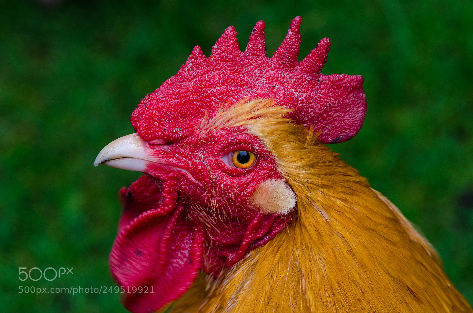 Nikon D5100 sample photo. The chickening photography
