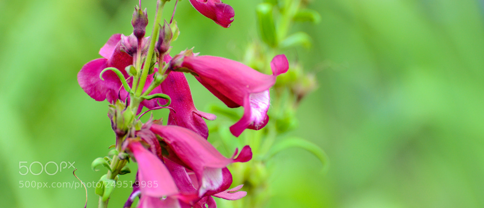 Nikon D600 sample photo. Contrast colors photography