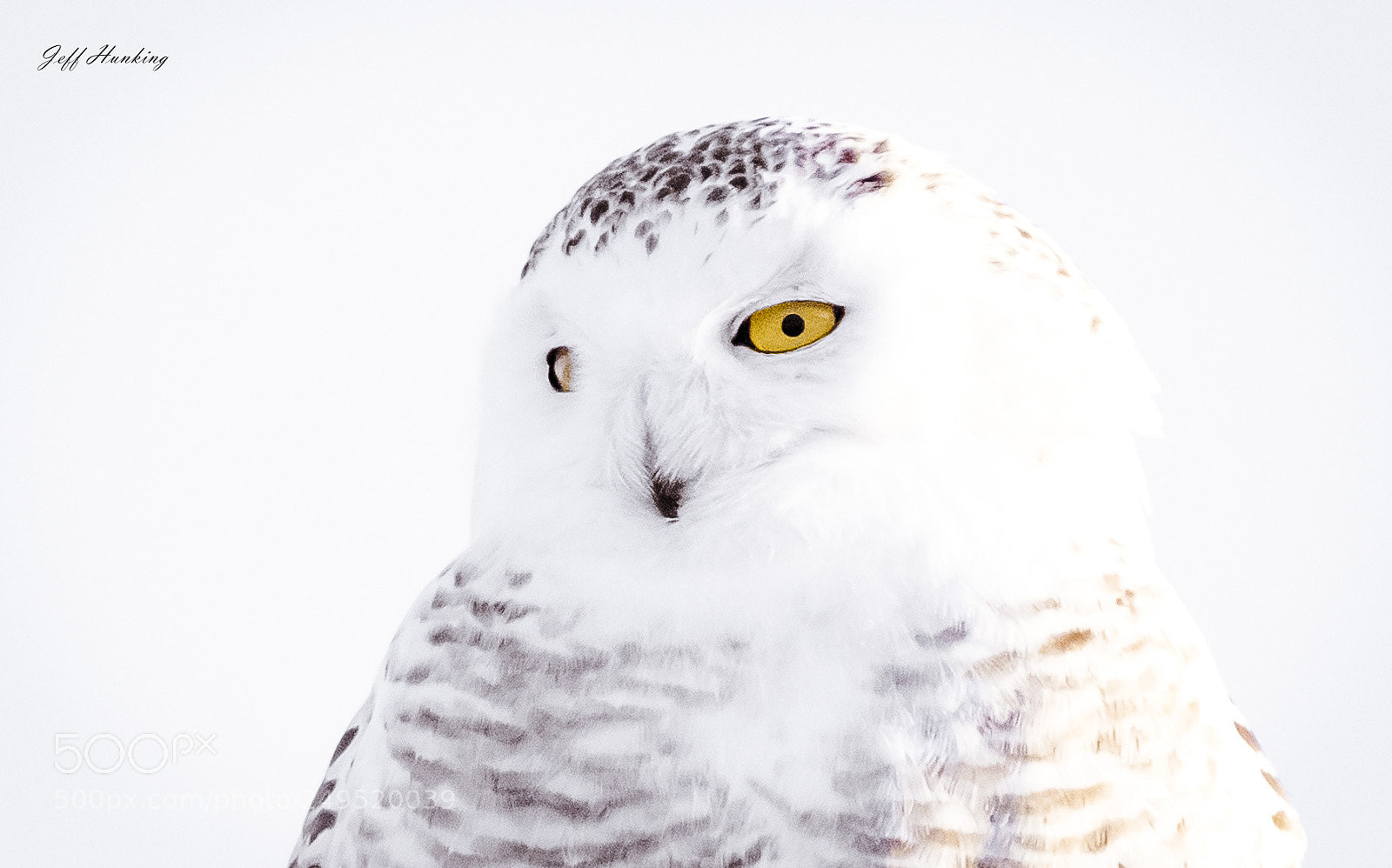 Canon EOS 7D Mark II sample photo. Bright eyes photography