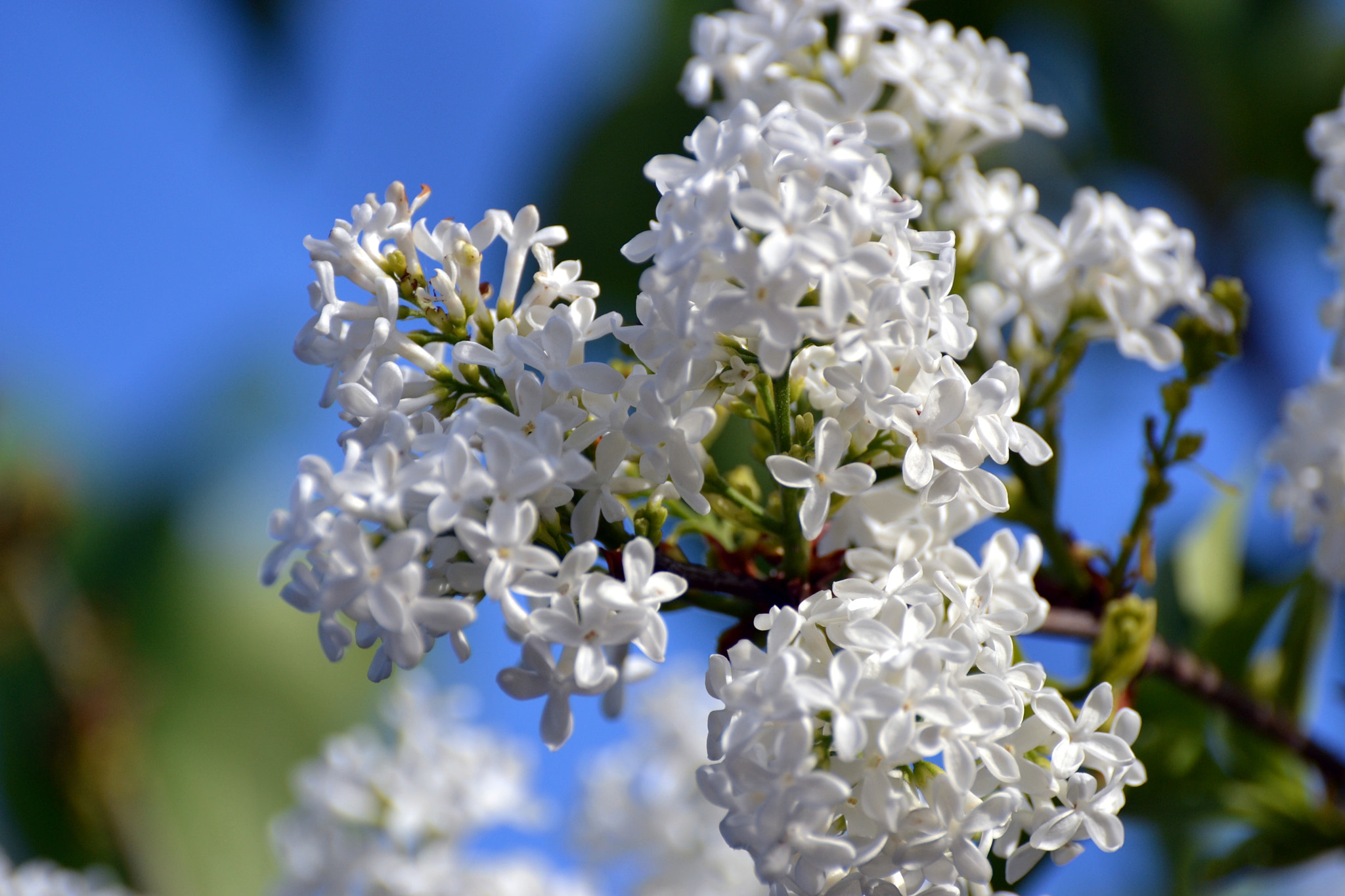 Nikon D3100 sample photo. Spring photography