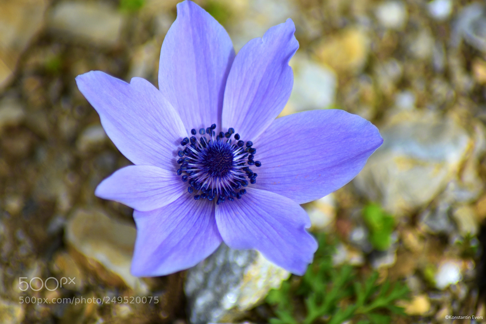 Nikon D3400 sample photo. Blooming anemone photography