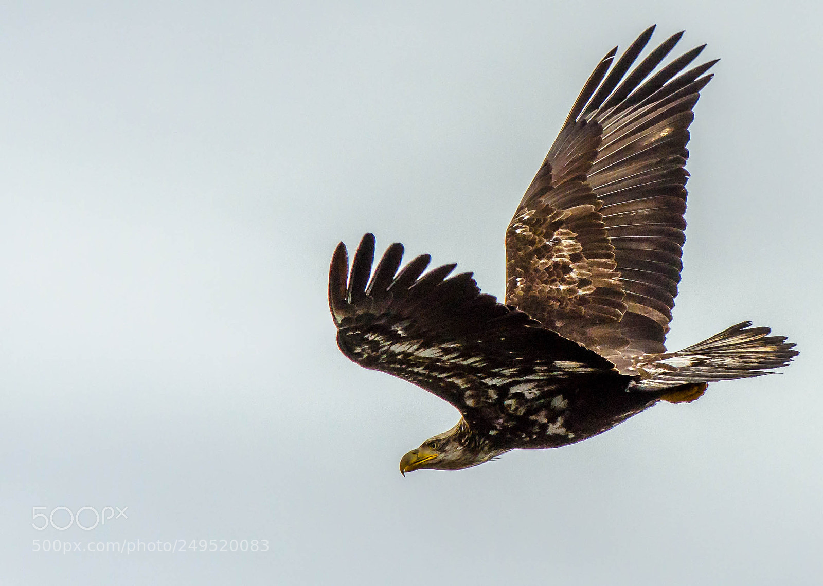 Nikon D5100 sample photo. Eagle in flight photography