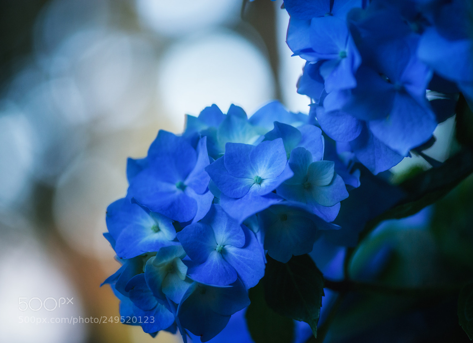 Nikon D800 sample photo. Blue hydrangeas photography