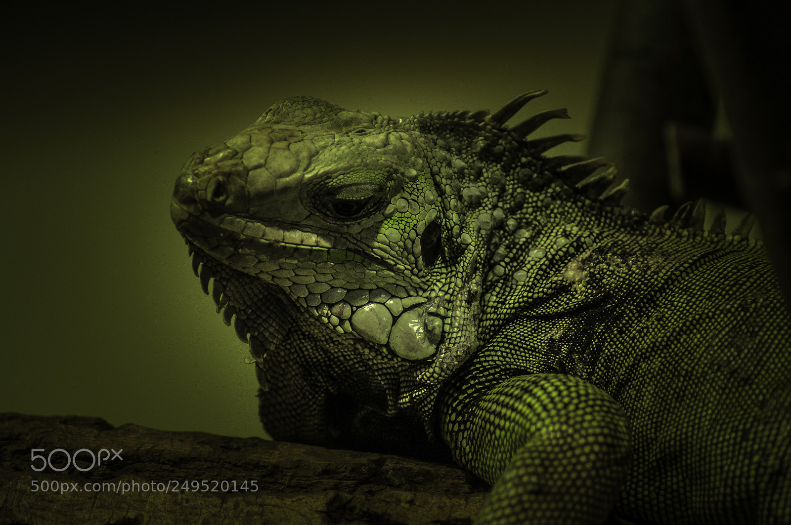 Nikon D5000 sample photo. Lizard photography