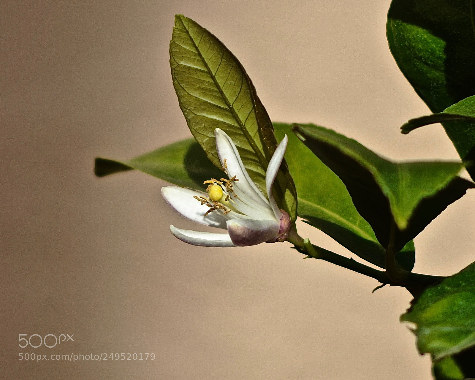 Nikon D7000 sample photo. Arizona flowers - lemon photography
