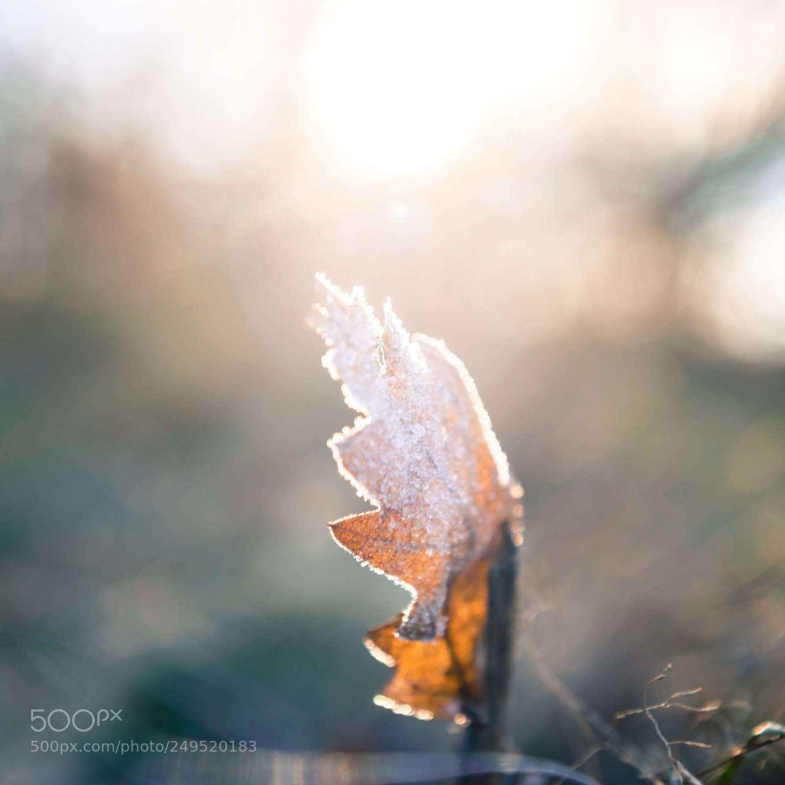 Nikon D610 sample photo. In the sun photography