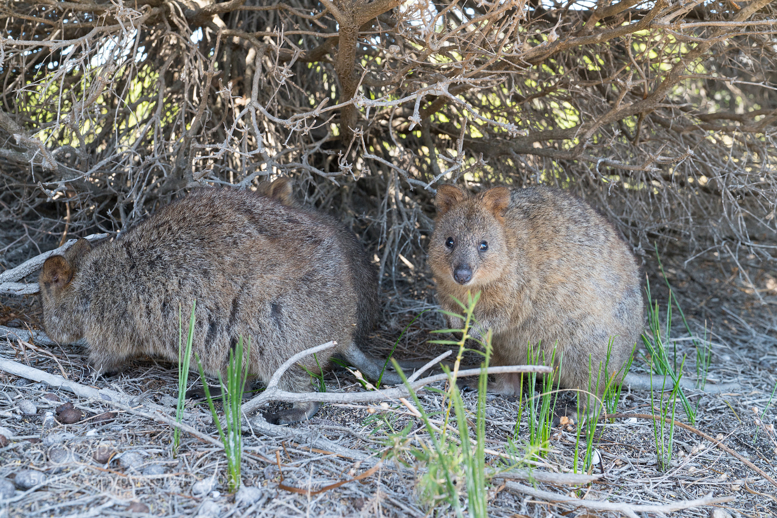 Sony a7R II sample photo. Wildlife of australia photography