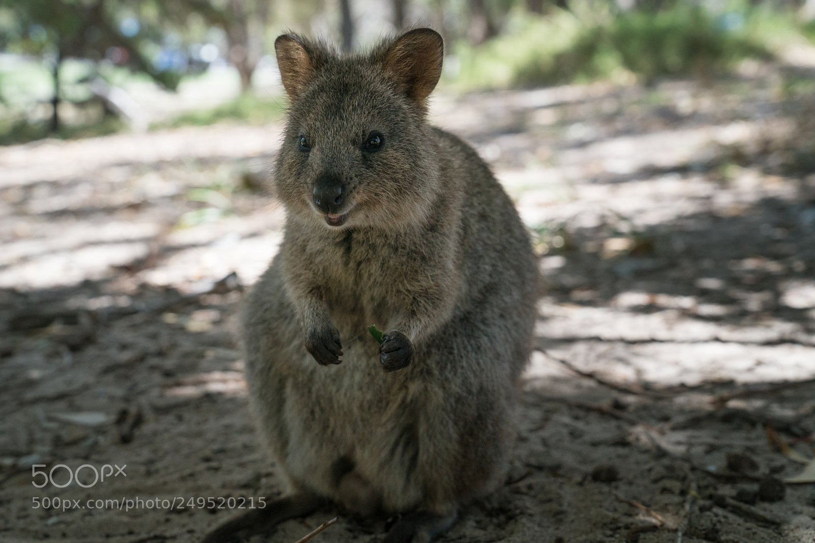 Sony a7R II sample photo. Wildlife of australia photography