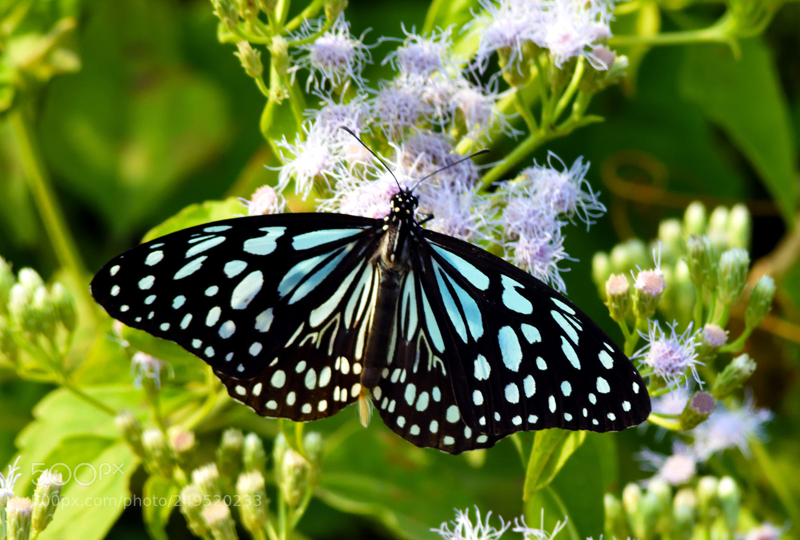 Nikon D7200 sample photo. Blue tiger on thistle photography