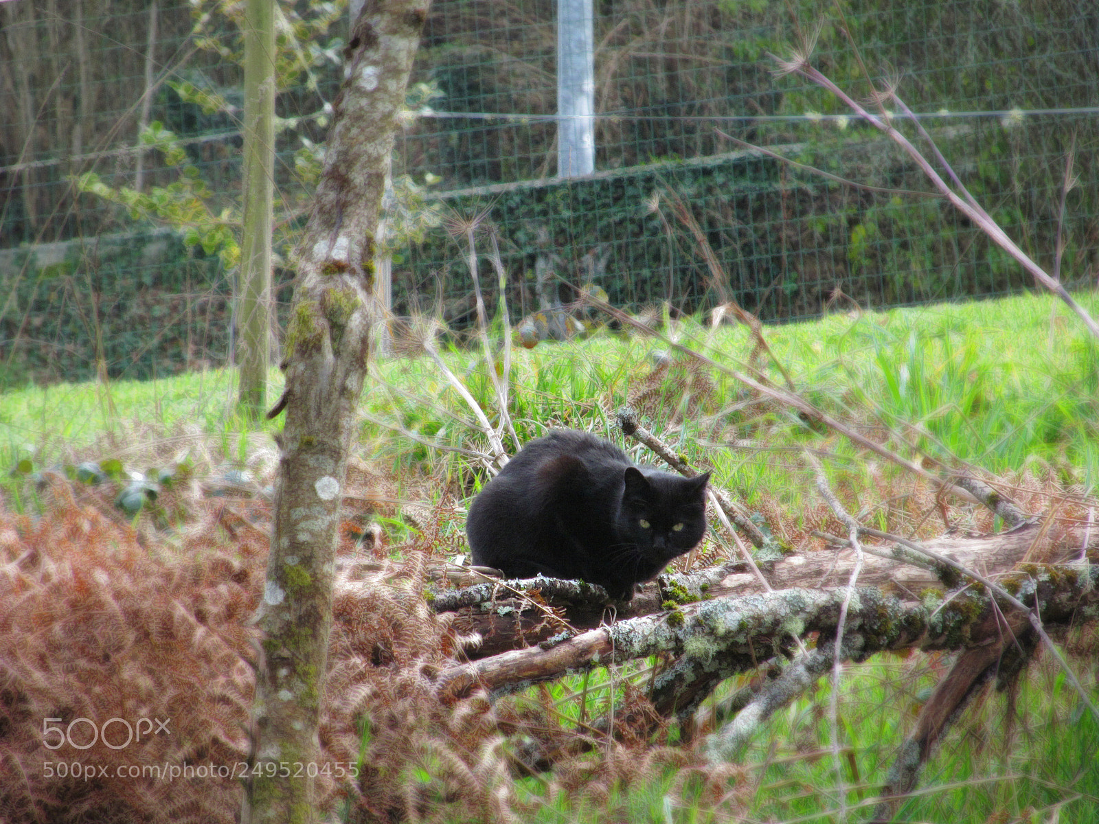 Canon PowerShot SX150 IS sample photo. Watcher cat photography
