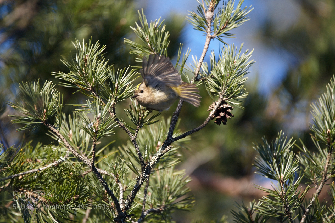 Canon EOS-1D Mark III sample photo. Hippiäinen (goldcrest) photography