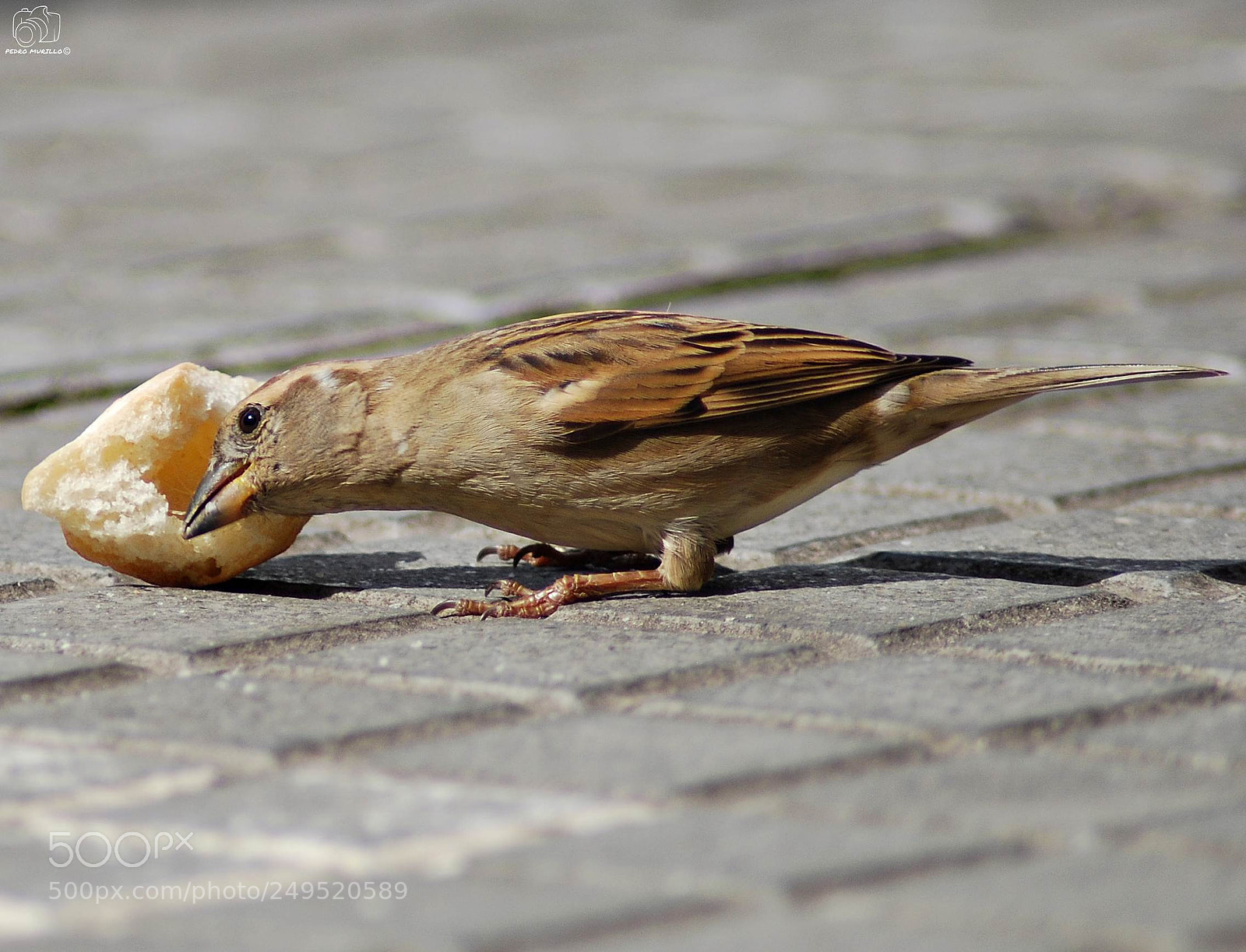 Nikon D60 sample photo. Untitled photography