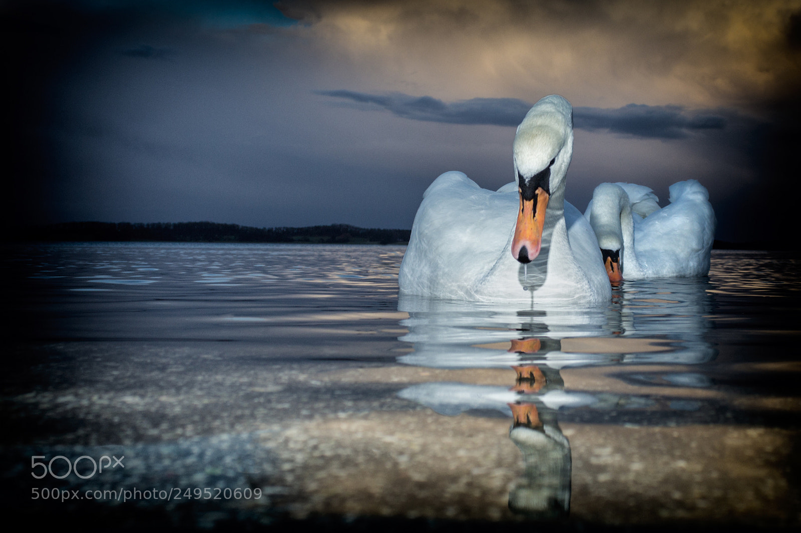 Canon EOS 60D sample photo. Swans photography