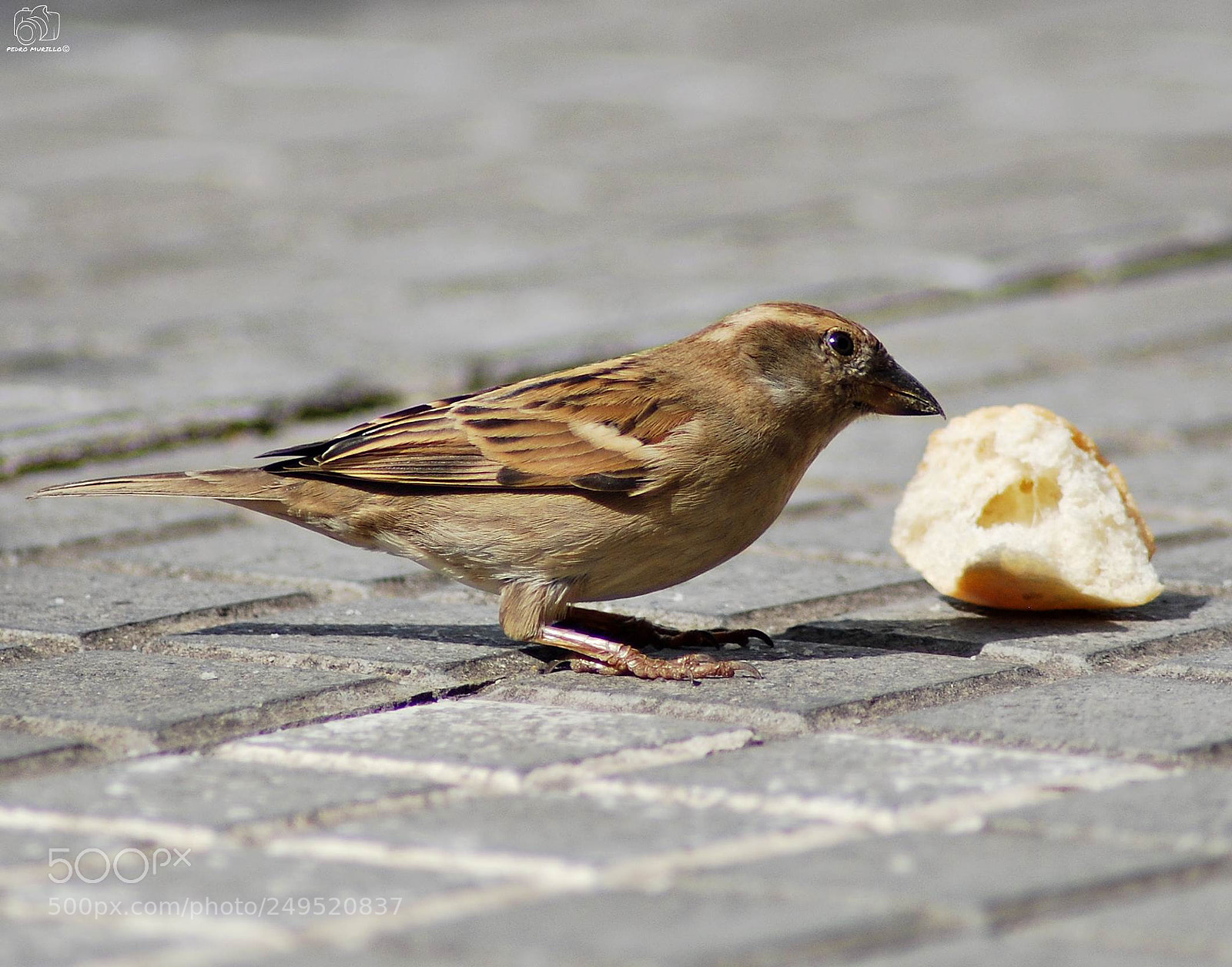 Nikon D60 sample photo. Untitled photography