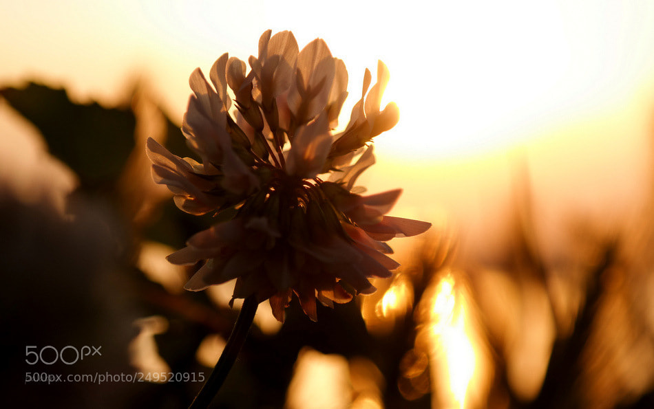 Samsung NX30 sample photo. ... photography