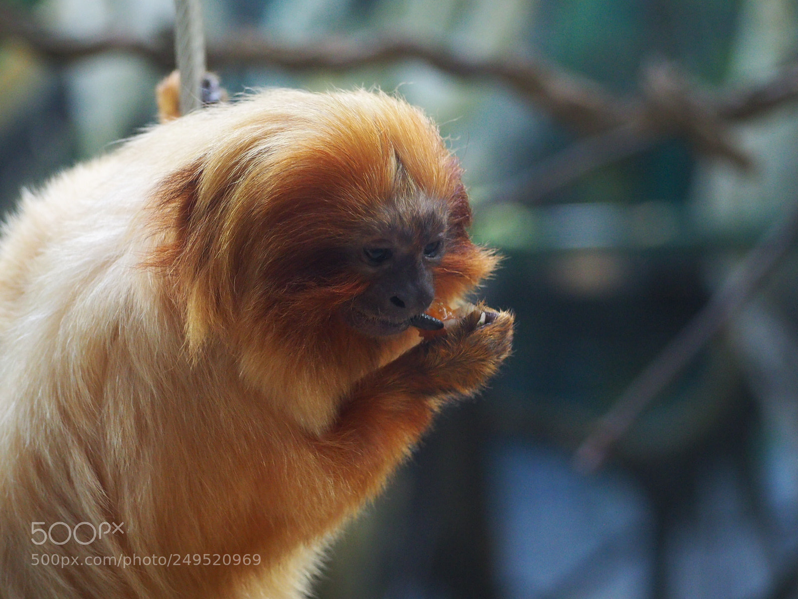 Olympus OM-D E-M10 II sample photo. Monkey photography