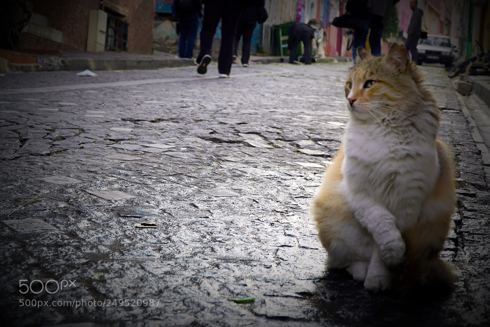 Sony a6500 sample photo. Cat photography