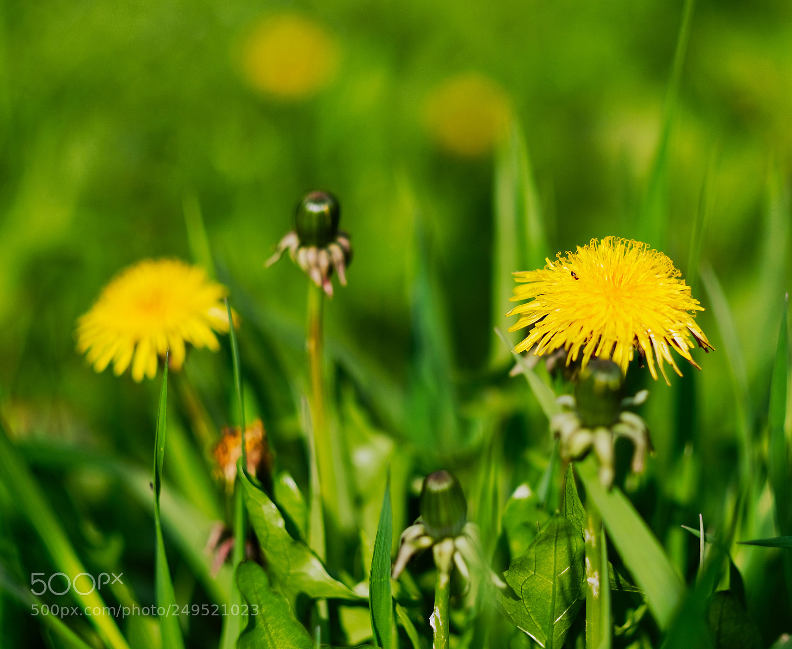 Fujifilm X-T2 sample photo. Dandelion photography