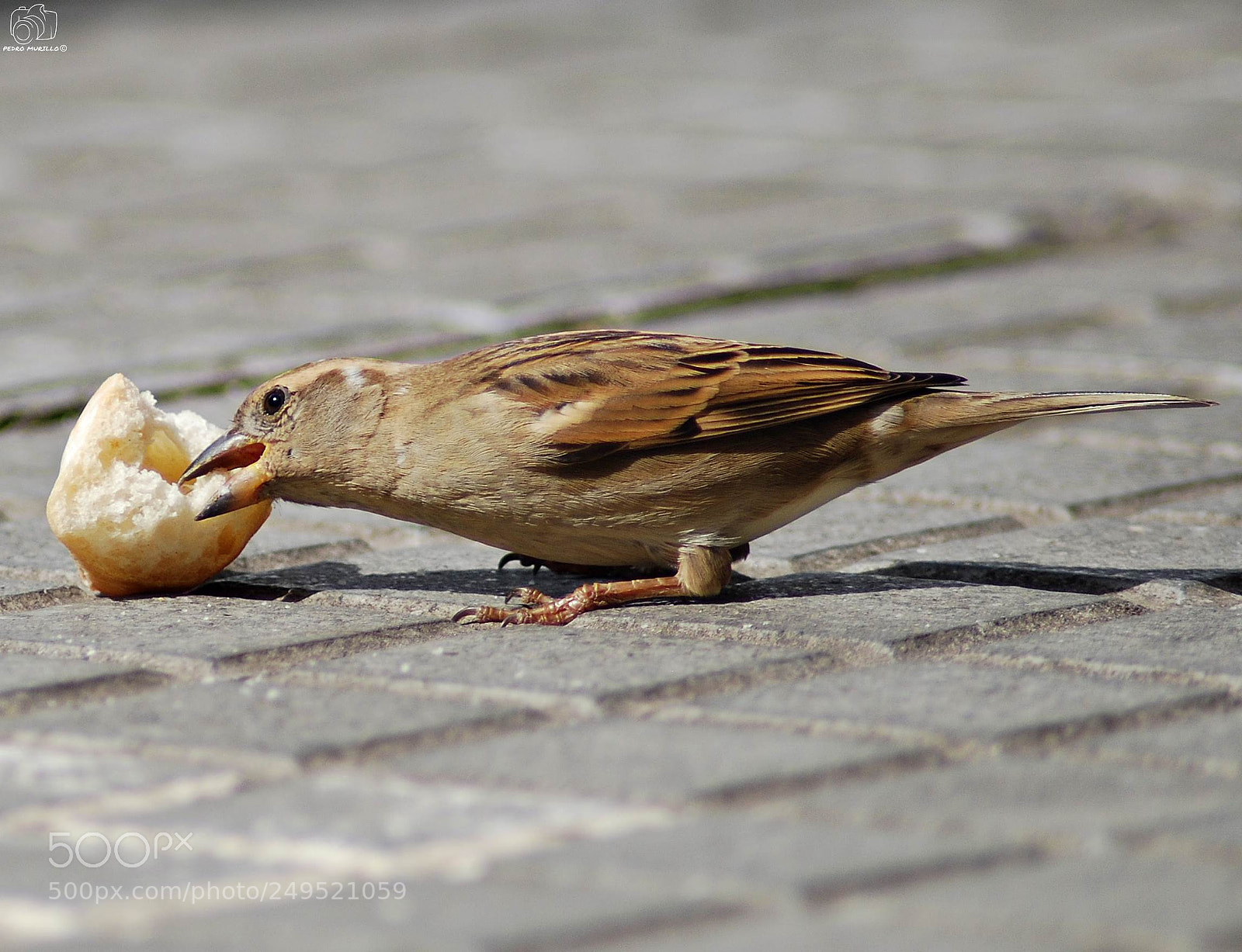 Nikon D60 sample photo. Untitled photography