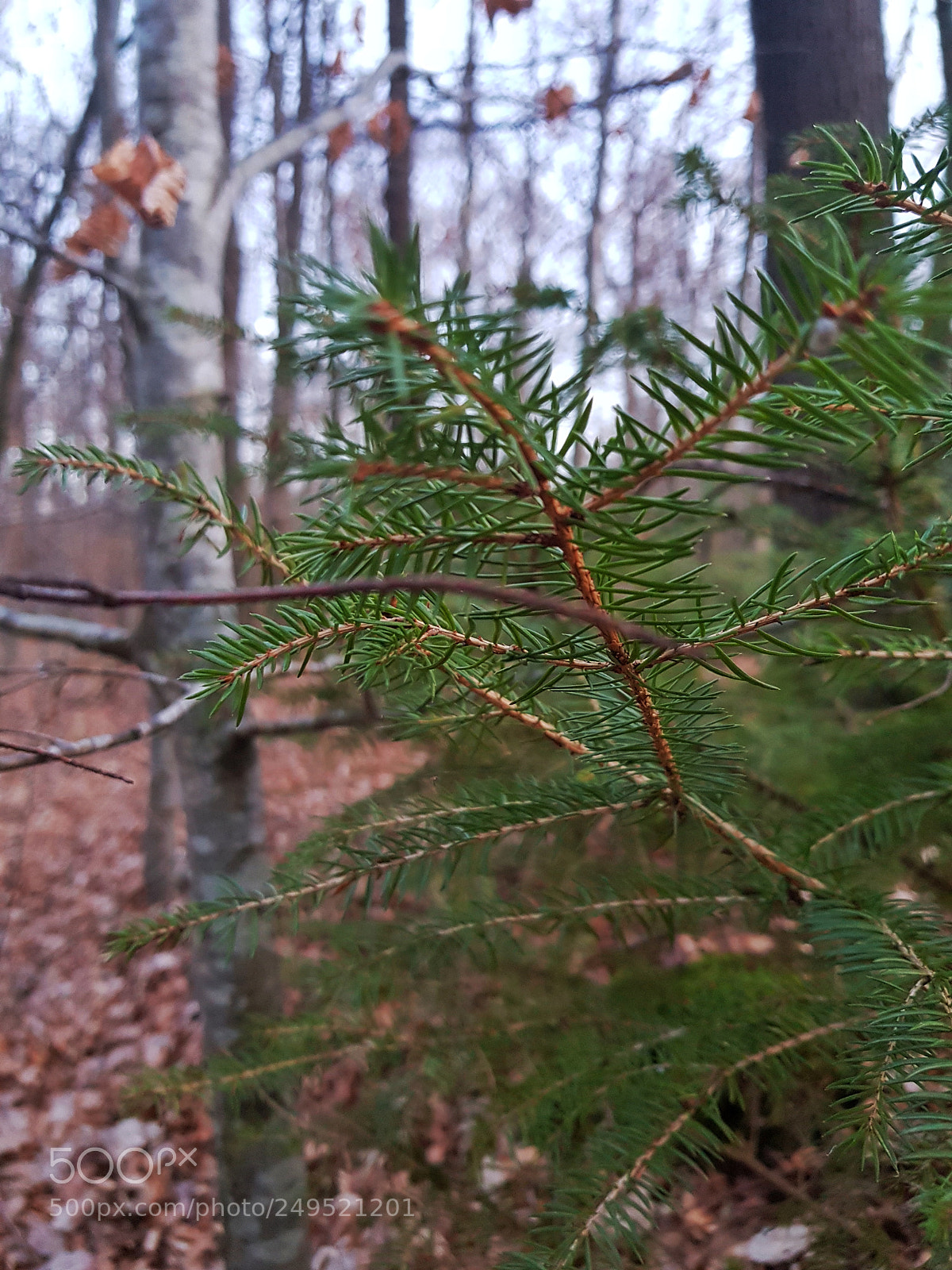 Samsung Galaxy S8 sample photo. Untitled photography