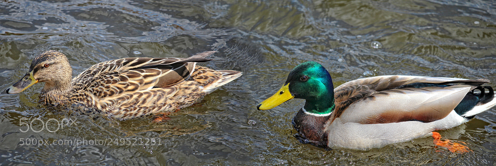 Canon EOS 700D (EOS Rebel T5i / EOS Kiss X7i) sample photo. Mr. and mrs. duck photography