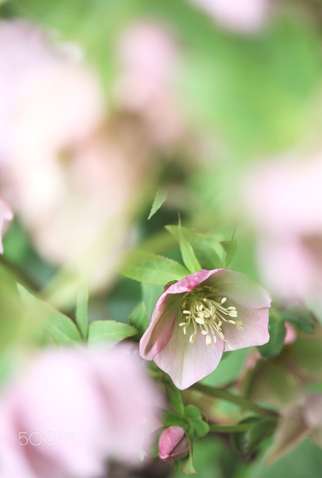 Canon EF-S 55-250mm F4-5.6 IS II sample photo. Christmas rose photography