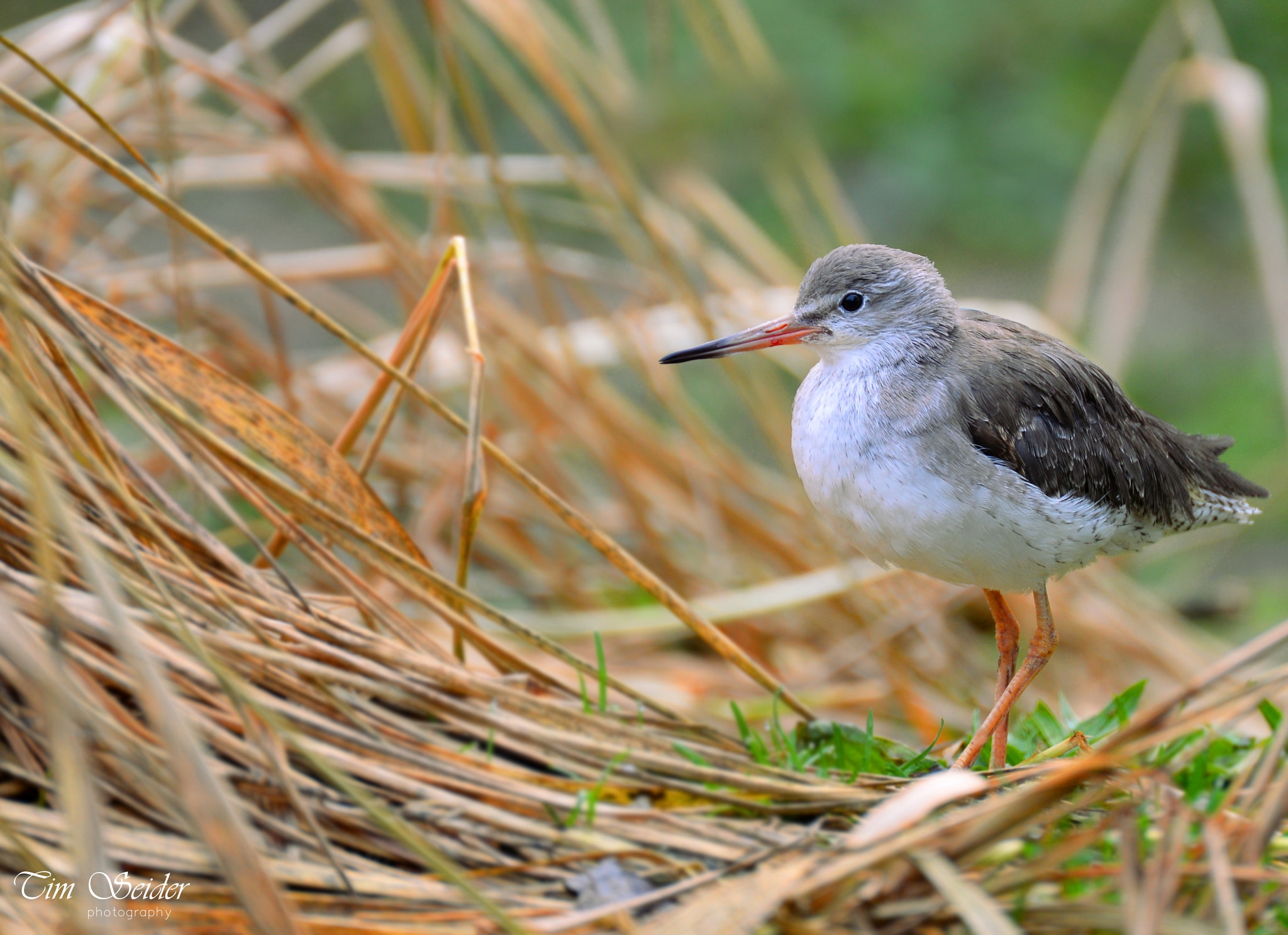 Nikon D610 sample photo. Little bird photography