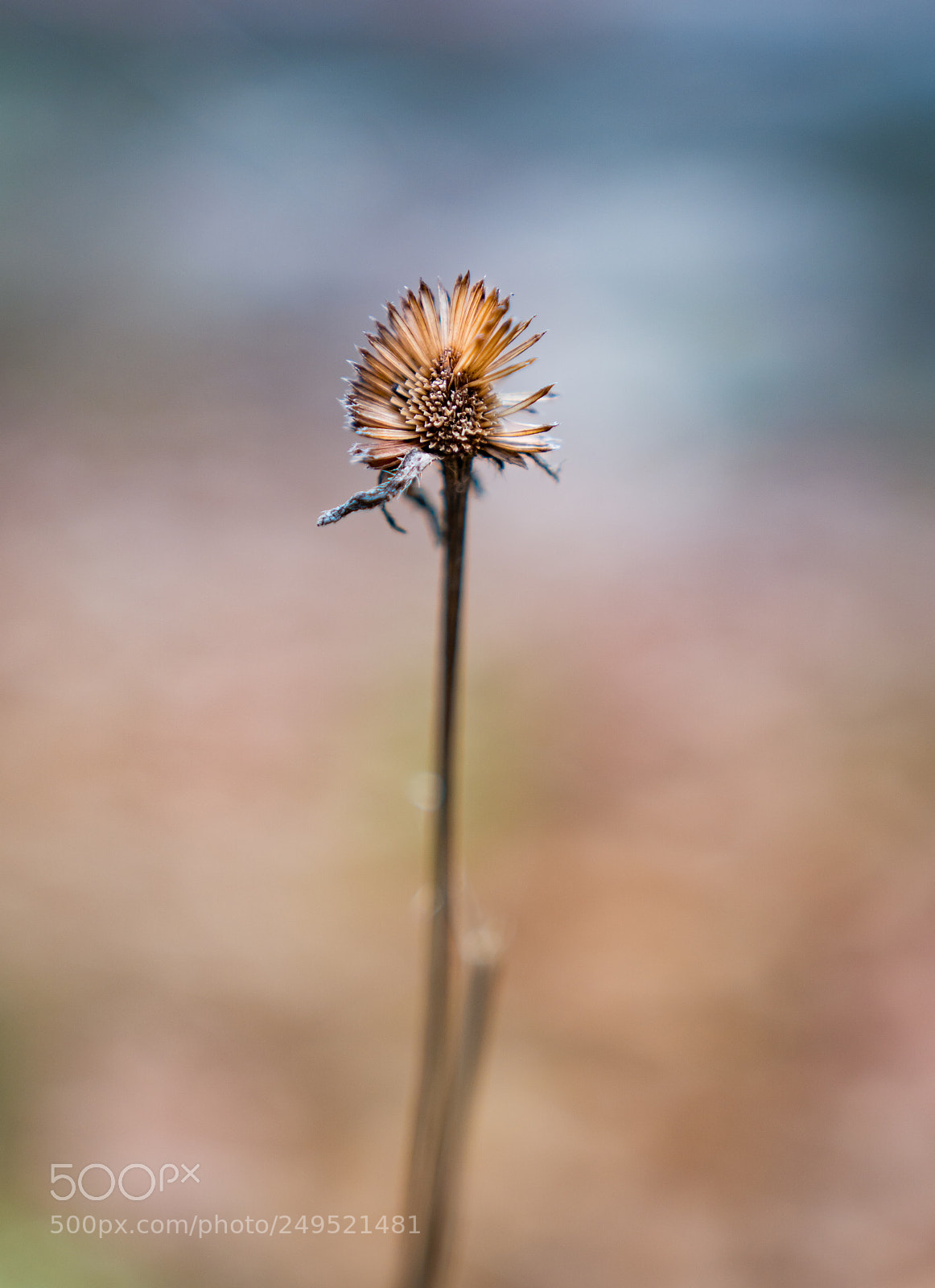 Sony a6300 sample photo. Wildflower photography