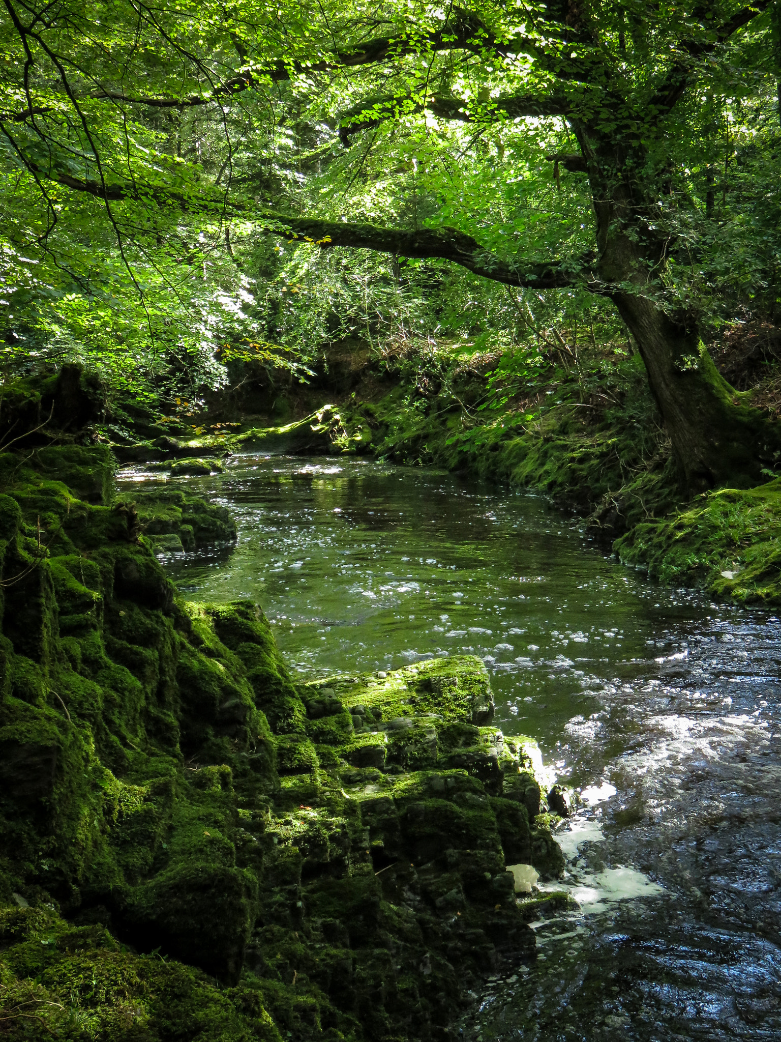 Canon PowerShot SX700 HS sample photo. Tollymore photography